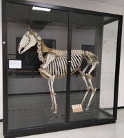 Collezione di Anatomia degli Animali Domestici