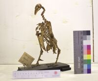 Collezione di Anatomia Patologica e Teratologia Veterinaria