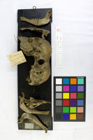 Collezione di Anatomia Patologica e Teratologia Veterinaria