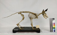 Collezione di Anatomia degli Animali Domestici