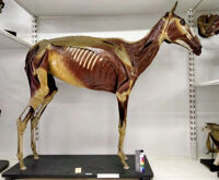 Collezione di Anatomia degli Animali Domestici