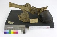 Collezione di Anatomia Patologica e Teratologia Veterinaria