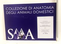 Collezione di Anatomia degli Animali Domestici