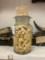 Collezione di Anatomia Patologica e Teratologia Veterinaria