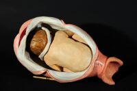 modello di utero