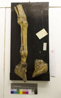 Collezione di Anatomia Patologica e Teratologia Veterinaria