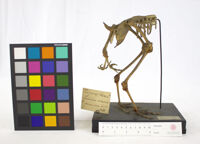 Collezione di Anatomia Patologica e Teratologia Veterinaria