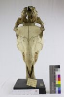 Collezione di Anatomia Patologica e Teratologia Veterinaria