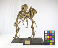 Collezione di Anatomia Patologica e Teratologia Veterinaria