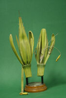 Modello di infiorescenza (famiglia Poaceae)