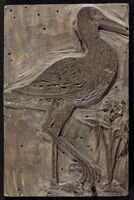 Uccelli - Totanus Ornithologi, cuius descriptio & historia traditur.fol.429.30.