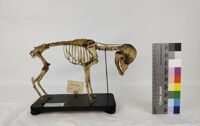 Collezione di Anatomia degli Animali Domestici