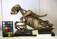 Collezione di Anatomia Patologica e Teratologia Veterinaria