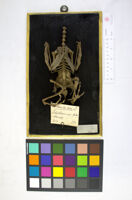 Collezione di Anatomia Patologica e Teratologia Veterinaria