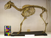 Collezione di Anatomia Patologica e Teratologia Veterinaria