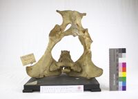 Collezione di Anatomia Patologica e Teratologia Veterinaria