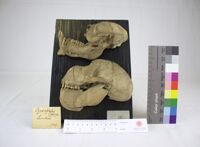 Collezione di Anatomia Patologica e Teratologia Veterinaria