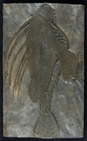 Pesci - Rana piscatrix authoris