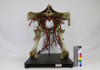 Collezione di Anatomia degli Animali Domestici