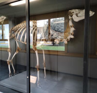 Collezione di Anatomia degli Animali Domestici