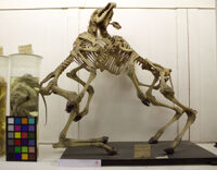 Collezione di Anatomia Patologica e Teratologia Veterinaria