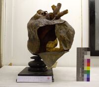 Collezione di Anatomia Patologica e Teratologia Veterinaria