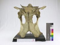 Collezione di Anatomia Patologica e Teratologia Veterinaria