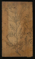 Botanica - Erisimum aliud aquatile, Nasturtium aquaticum
