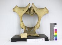 Collezione di Anatomia Patologica e Teratologia Veterinaria