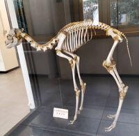 Collezione di Anatomia degli Animali Domestici