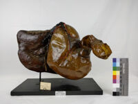 Collezione di Anatomia degli Animali Domestici