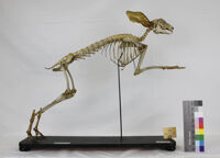 Collezione di Anatomia degli Animali Domestici