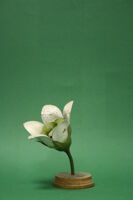 Modello di fiore (famiglia Asclepiadaceae)