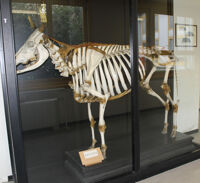 Collezione di Anatomia degli Animali Domestici