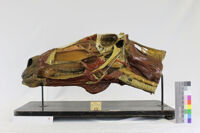 Collezione di Anatomia degli Animali Domestici