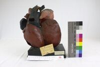 Collezione di Anatomia Patologica e Teratologia Veterinaria