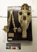 Collezione di Anatomia Patologica e Teratologia Veterinaria