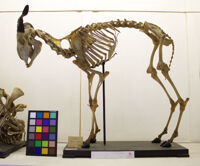 Collezione di Anatomia Patologica e Teratologia Veterinaria