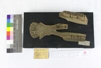 Collezione di Anatomia Patologica e Teratologia Veterinaria