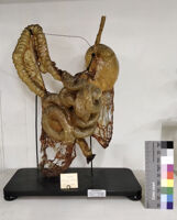 Collezione di Anatomia degli Animali Domestici