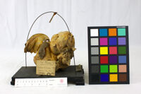 Collezione di Anatomia Patologica e Teratologia Veterinaria