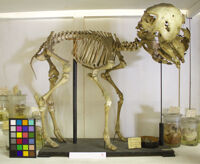 Collezione di Anatomia Patologica e Teratologia Veterinaria