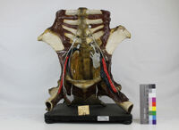 Collezione di Anatomia degli Animali Domestici