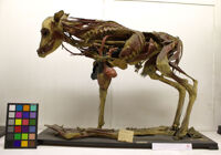 Collezione di Anatomia Patologica e Teratologia Veterinaria