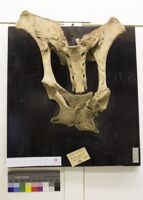 Collezione di Anatomia Patologica e Teratologia Veterinaria