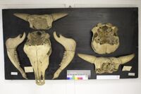 Collezione di Anatomia Patologica e Teratologia Veterinaria