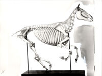 Collezione di Anatomia degli Animali Domestici