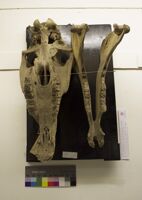 Collezione di Anatomia Patologica e Teratologia Veterinaria