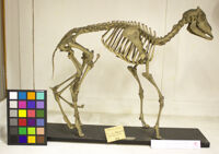 Collezione di Anatomia Patologica e Teratologia Veterinaria