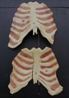 modello anatomico